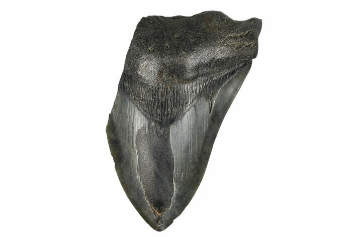 Partial Megalodon Tooth - South Carolina #180882